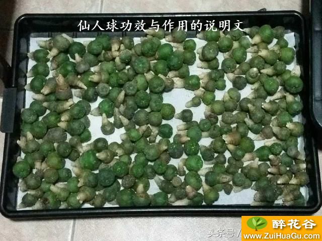 仙人球功效与作用的说明文