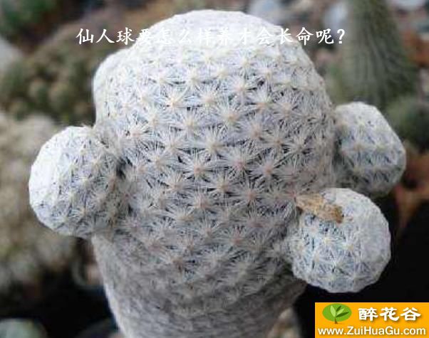 仙人球要怎么样养才会长命呢?