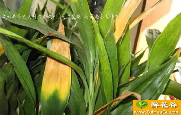 文竹在冬天为什么会黄叶,是温度低,还是浇水太多?