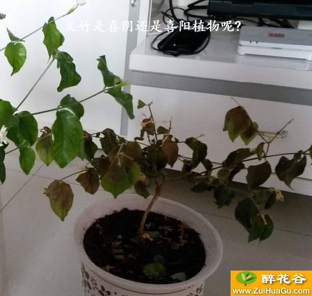 文竹是喜阴还是喜阳植物呢?