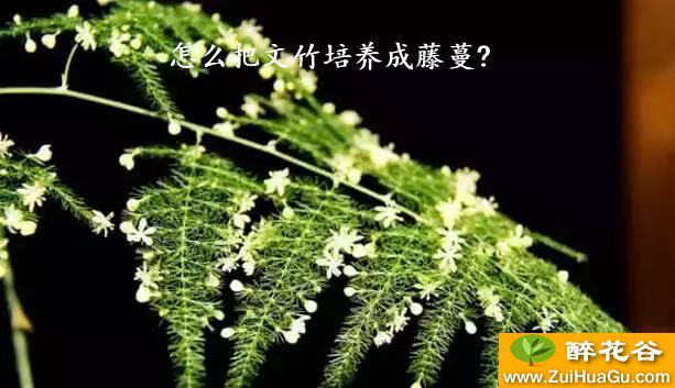 怎么把文竹培养成藤蔓?