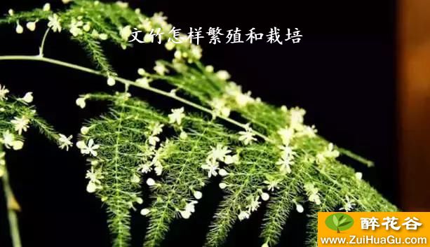 文竹怎样繁殖和栽培