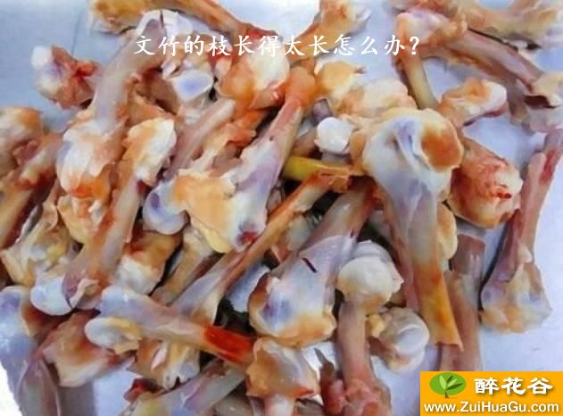 文竹的枝长得太长怎么办?