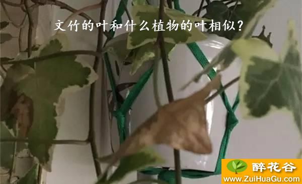 文竹的叶和什么植物的叶相似？