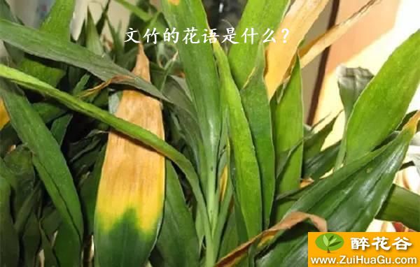 文竹的花语是什么？