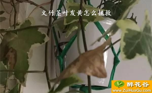 文竹茎叶发黄怎么拯救