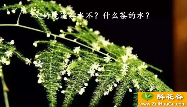 文竹能浇茶水不？什么茶的水？