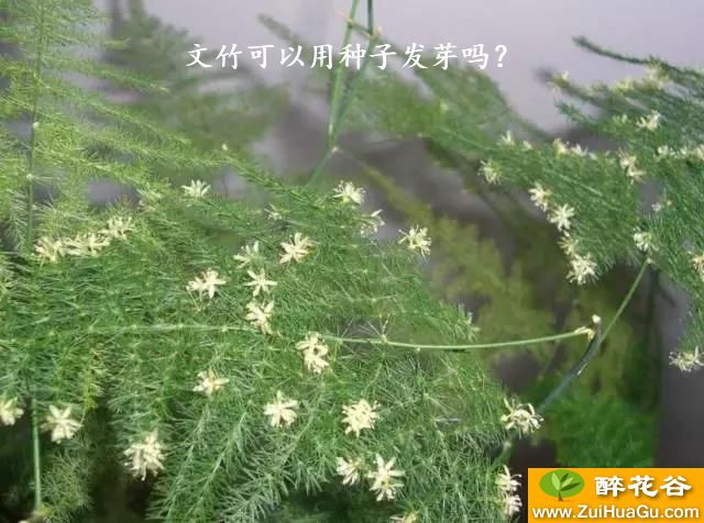 文竹可以用种子发芽吗？