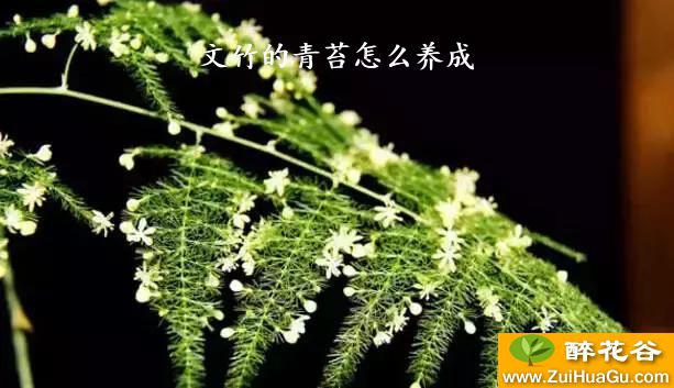 文竹的青苔怎么养成