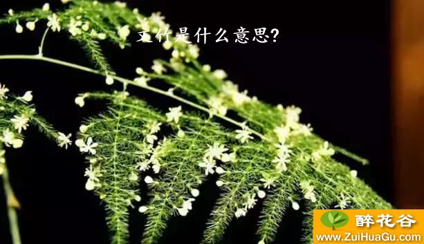 文竹是什么意思?