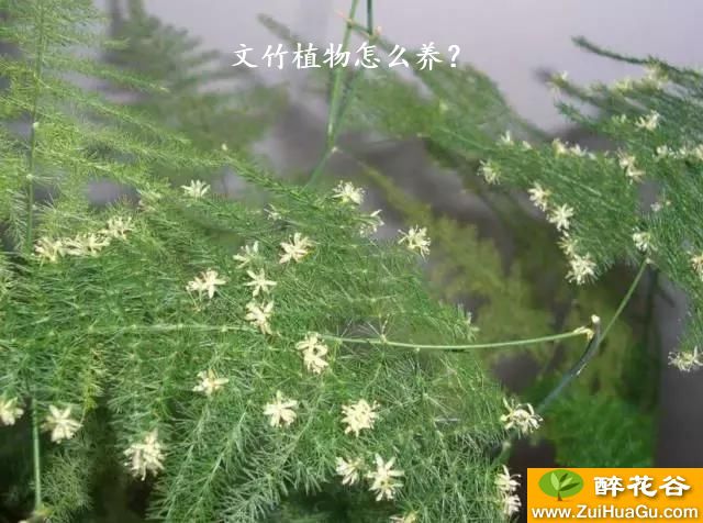 文竹植物怎么养？