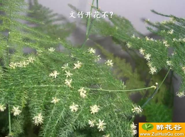 文竹开花不？