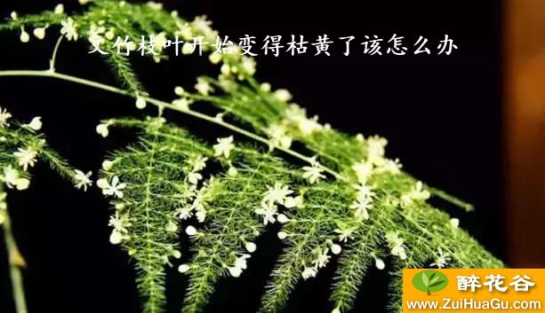 文竹枝叶开始变得枯黄了该怎么办