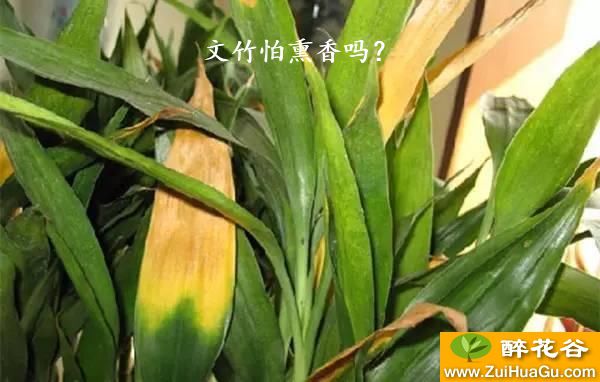 文竹怕熏香吗?