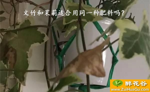 文竹和茉莉适合用同一种肥料吗？