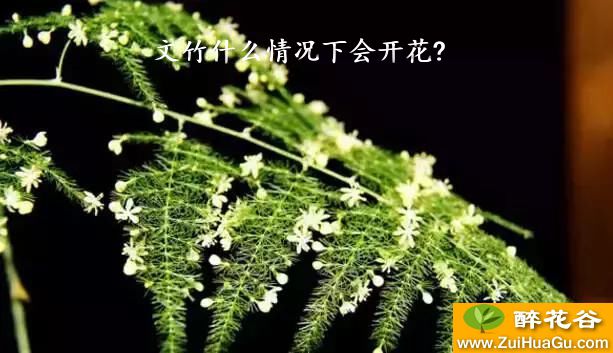 文竹什么情况下会开花?