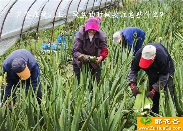 芦荟在换泥土、换盆的时候要注意些什么?