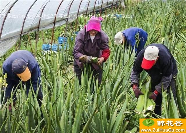 芦荟色拉要怎么做好吃?芦荟色拉要哪些材料?如何做芦荟色拉