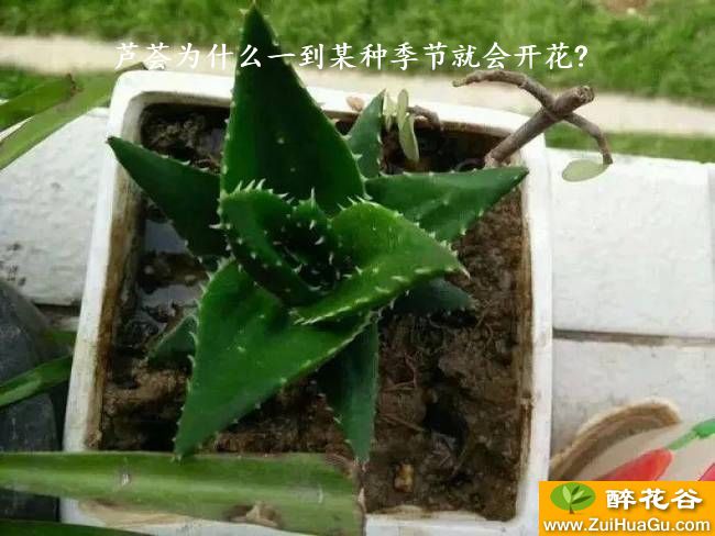 芦荟为什么一到某种季节就会开花?