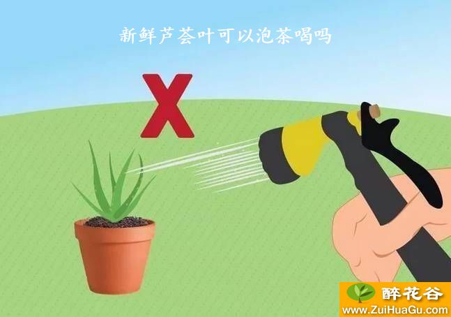 新鲜芦荟叶可以泡茶喝吗