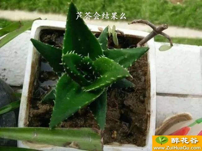 芦荟会结果么