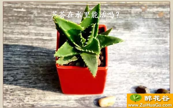 芦荟在水里能活吗？