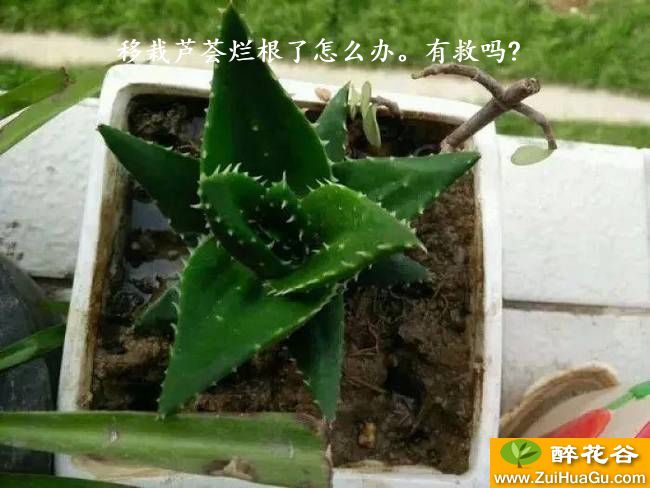 移栽芦荟烂根了怎么办。有救吗?