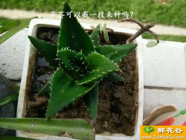 芦荟可以截一段来种吗？