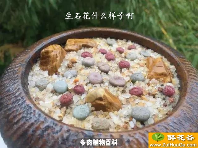 生石花什么样子啊