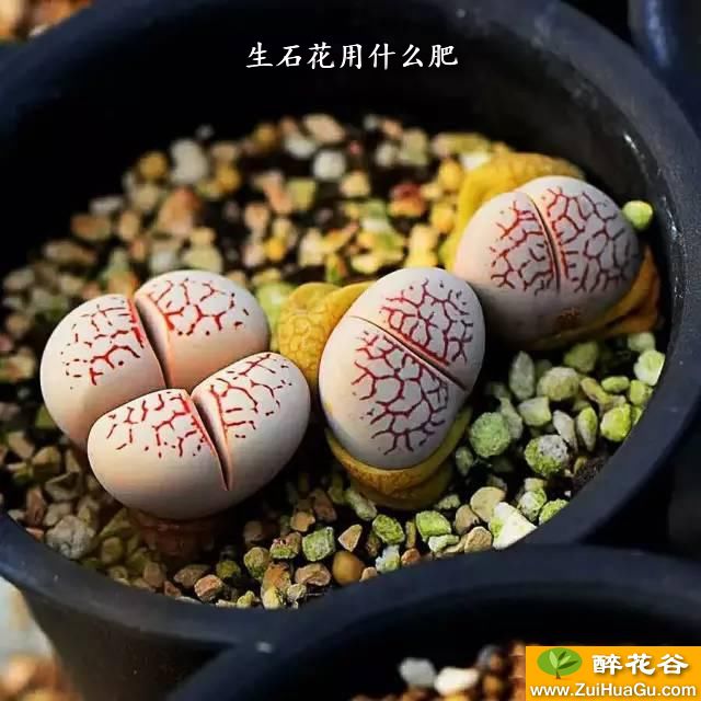 生石花用什么肥