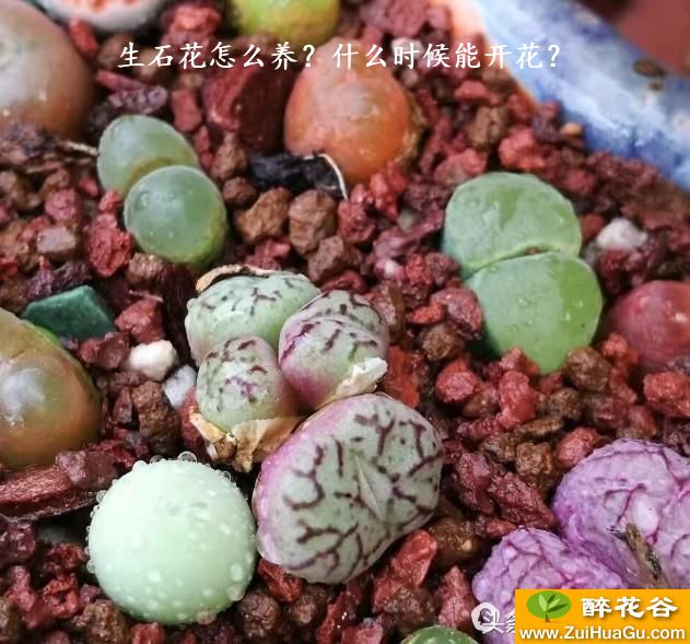 生石花怎么养？什么时候能开花？