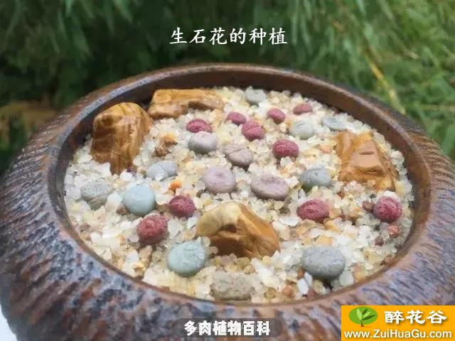 生石花的种植