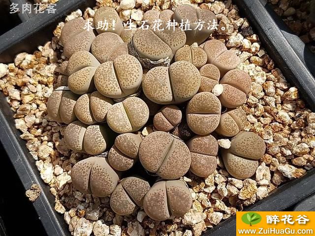 求助！生石花种植方法。