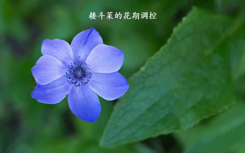 耧斗菜的花期调控