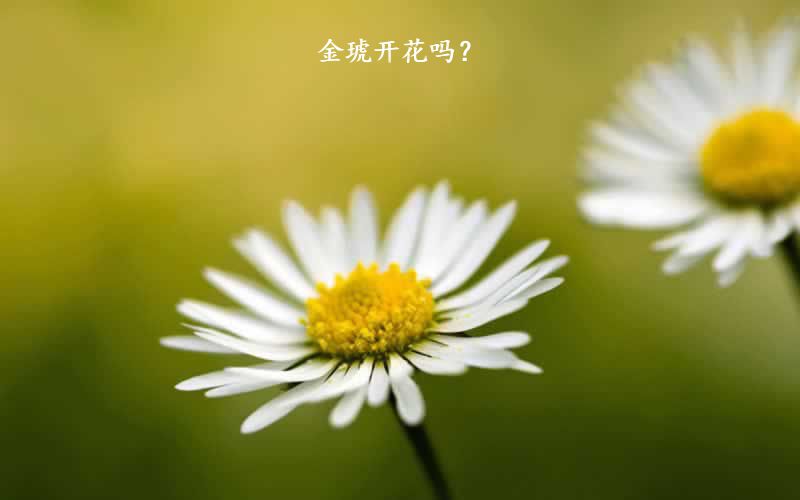 金琥开花吗？