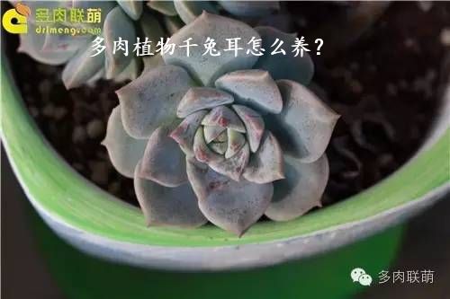 多肉植物千兔耳怎么养？