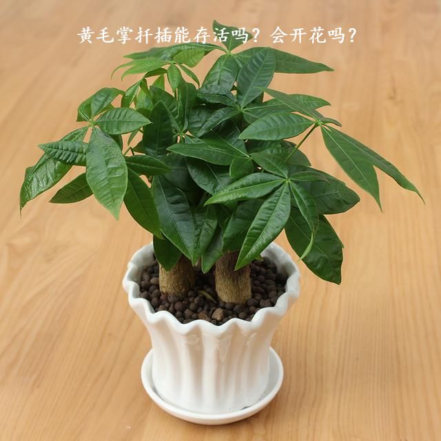 黄毛掌扦插能存活吗？会开花吗？