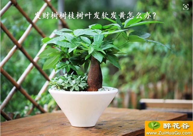 发财树树枝树叶发软发黄怎么办？