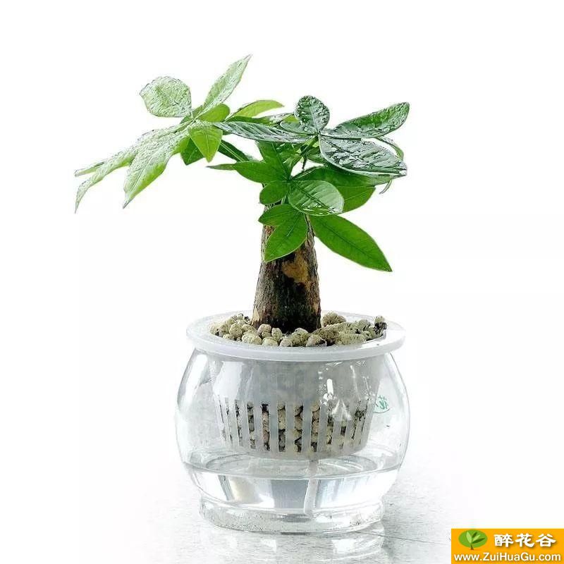 发财树种植过程用什么配比的肥料?