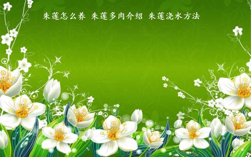 朱莲怎么养 朱莲多肉介绍 朱莲浇水方法