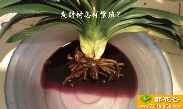 发财树怎样繁殖？