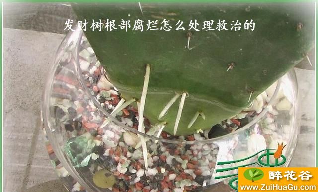 发财树根部腐烂怎么处理救治的