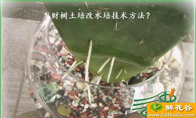 发财树土培改水培技术方法？