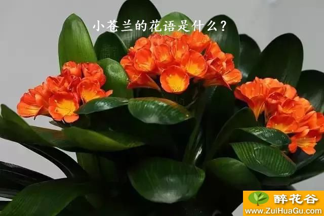 小苍兰的花语是什么？