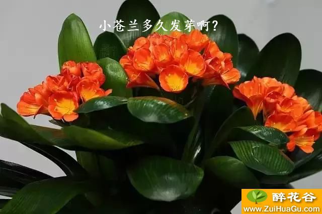 小苍兰多久发芽啊？