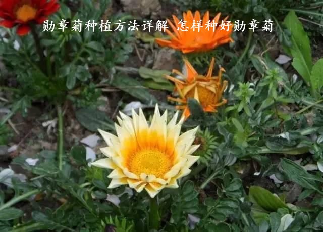 勋章菊种植方法详解 怎样种好勋章菊