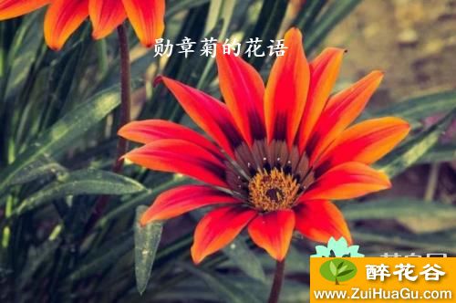 勋章菊的花语