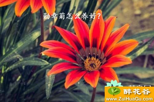 勋章菊怎么养好？