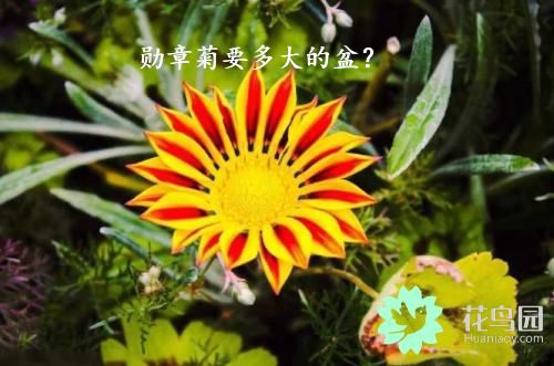 勋章菊要多大的盆？