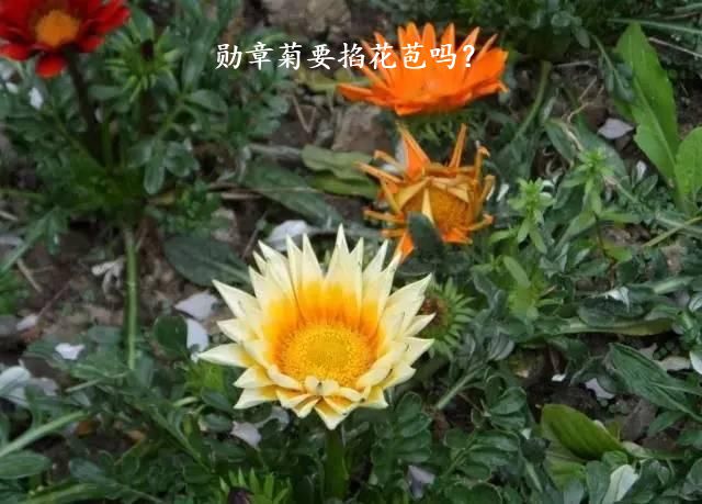 勋章菊要掐花苞吗？